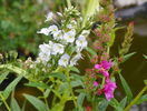 veronica gentianoides si lythrum salicaria