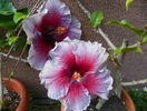 hibiscus Eva Paoloni