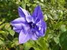 platycodon dublu