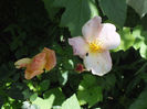 16 iunie 2016 trand Mutabilis