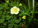 Calibrachoa Double Yellow (2016, Jun.20)