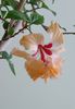 IMG_20160706_182518