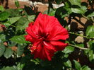 DSC08485