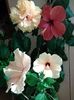 IMG_20160706_163527