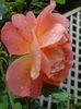 DSC02353