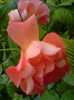 DSC02357