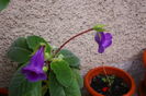 IMGP5681