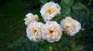 WP_20160706_010