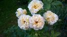 WP_20160706_011