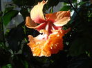 DSC02556