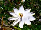 Gardenia_thunbergia385207587