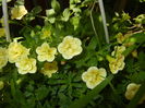 Calibrachoa Double Yellow (2016, Jun.24)