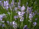 Lavender_Lavanda (2016, June 12)