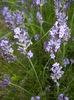 Lavender_Lavanda (2016, June 12)