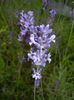 Lavender_Lavanda (2016, June 12)