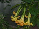 DSCN1706