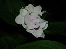 DSCN1931