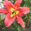 lilium Satisfaction