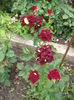 DSCF6770