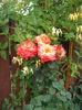 DSCF6698