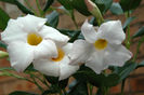 Mandevilla-Aloha-White-1