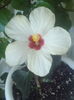 Hibiscus alb