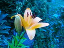IMG_20160707_191157