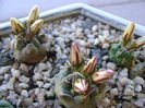 Grup de 6 Turbinicarpus