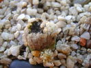 Mammillaria theresae altoita pe opuntia