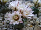 Turbinicarpus schwarzii v. rubriflorus