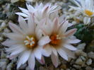 Grup de 6 Turbinicarpus