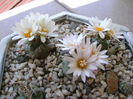 Grup de 6 Turbinicarpus