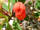 Euphorbia millii