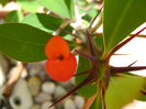 Euphorbia millii