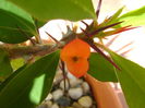 Euphorbia millii