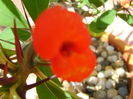 Euphorbia millii