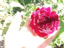 floarea acestui trandafir e perfecta