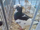 VOIAJOR GERMAN