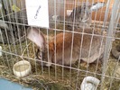 DSC00037