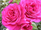 Rosa Geothe