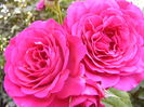 Rosa Geothe