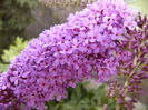 Liliac de vara