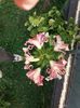 20160708_170733