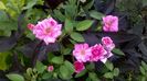 WP_20160708_146