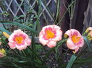 Strawberry Candy