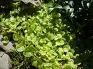 Lysimachia nummularia