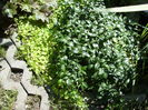 vinca minor si Lysimachia n.