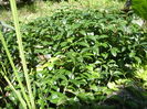 Vinca minor