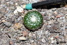 Blossfeldia liliputana var. atroviridis