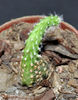 Echinopsis chamaecereus